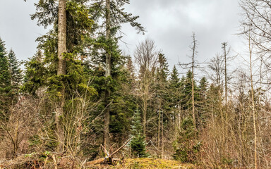 Landscapes - Forest - Europe, Romania, Suceava region