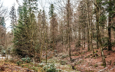 Landscapes - Forest - Europe, Romania, Suceava region