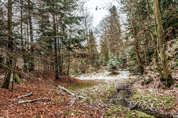 Obraz premium Landscapes - Forest - Europe, Romania, Suceava region
