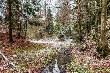 Obraz premium Landscapes - Forest - Europe, Romania, Suceava region