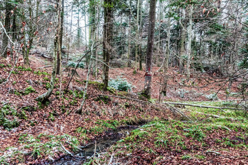 Landscapes - Forest - Europe, Romania, Suceava region