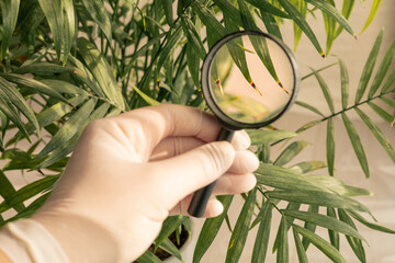 Examining plant leaves closely with a magnifying glass in a bright room