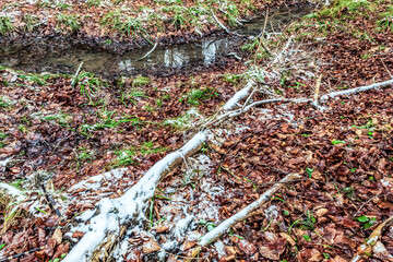 Landscapes - Forest - Europe, Romania, Suceava region