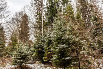 Landscapes - Forest - Europe, Romania, Suceava region
