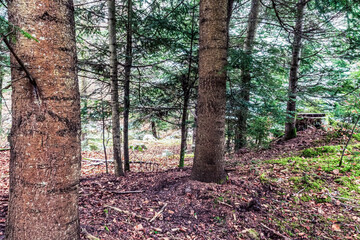 Landscapes - Forest - Europe, Romania, Suceava region