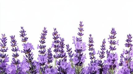 Obraz premium Vibrant lavender blooms against white background: beautiful purple flower arrangement in full bloom