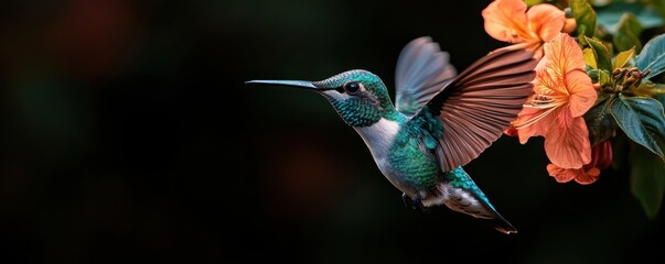 Obraz premium Closeup view of a vibrant hummingbird hovering near a colorful tropical flower in a lush garden