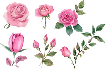 set of pink roses