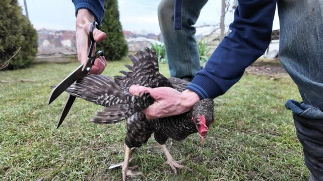 Man carefully trims chicken feathers to prevent flight