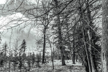 Fototapeta premium Landscapes - Forest - Europe, Romania, Suceava region