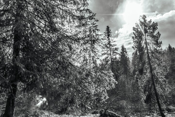 Fototapety na wymiar - Fototapeta24.pl
