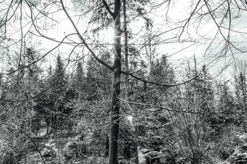 Landscapes - Forest - Europe, Romania, Suceava region