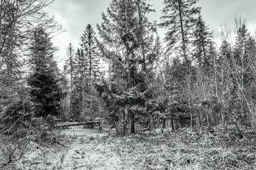 Landscapes - Forest - Europe, Romania, Suceava region