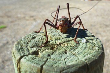 Acanthoplus discoidalis (Langfühlerschrecke) im Namib Naukluft Park