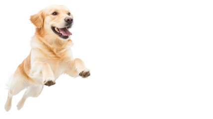 golden retriever dog jumping joyfully in mid air, showcasing its playful spirit and enthusiasm, isolated on transparent background