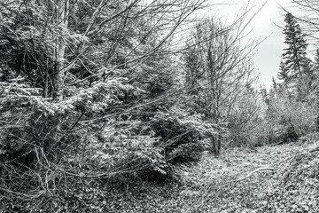 Landscapes - Forest - Europe, Romania, Suceava region