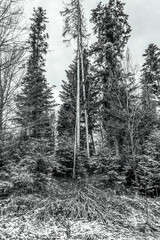 Landscapes - Forest - Europe, Romania, Suceava region