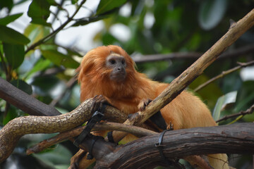 Very Cute Golden Lion Tamarin Monkey