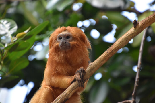 Curious Golden Lion Tamarin Monkey Sitting Up