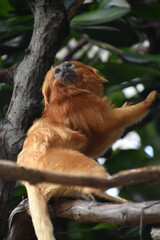 Small Golden Lion Tamarin Monkey Looking Over His Shoulder