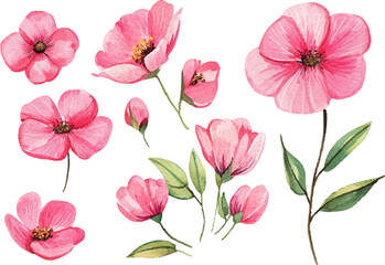 pink and white flowers