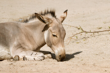 Somali, wild ass lying on sand