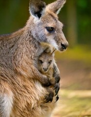 Obraz premium A vibrant portrayal of animals, from domestic pets like cats and dogs to majestic wildlife like lions, elephants, and monkeys.