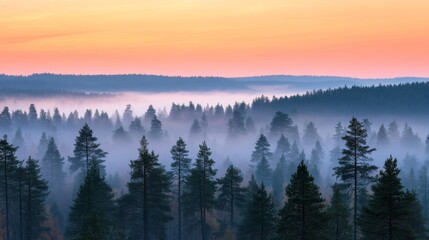 Obraz premium Misty Sunrise Over a Coniferous Forest