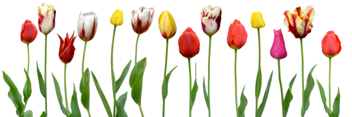 Tulpen 2