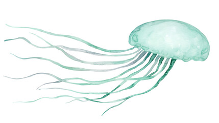 charming watercolor jellyfish with soft flowing tentacles gracefully swimming in ocean, isolated on transparent background
