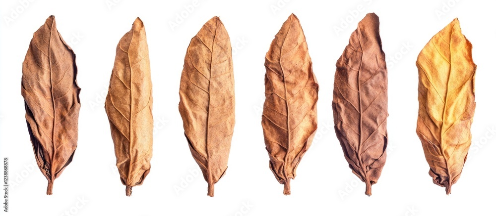 Poster dried leaves arranged in a row on a white background with copy space for text insertion