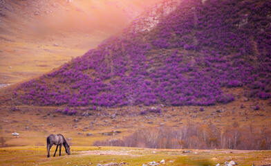 Blooming pink maralnik in Altai mountains, spring beauty of siberia's wild rosemary landscape with...