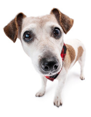 Adorable dog face spontaneously looks at the camera in surprise. wide-angle lens funny proportions. Pet clothes wearing fashion accessory, black and red checkered scarf collar. White background studio