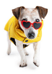 Cool dressed dog walking on white background wearing yellow coat and heart shaped sun glasses with confident looking eyes. Fancy pet clothes theme rain coat and winter clothes