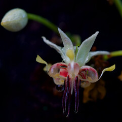 Macro photo of cocoa flower