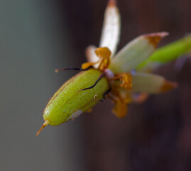 Macro photo of young cocoa flower and mealybug