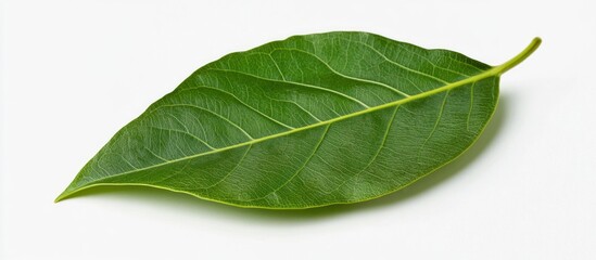 Obraz premium Single green leaf with prominent veins and smooth texture on white background Copy Space