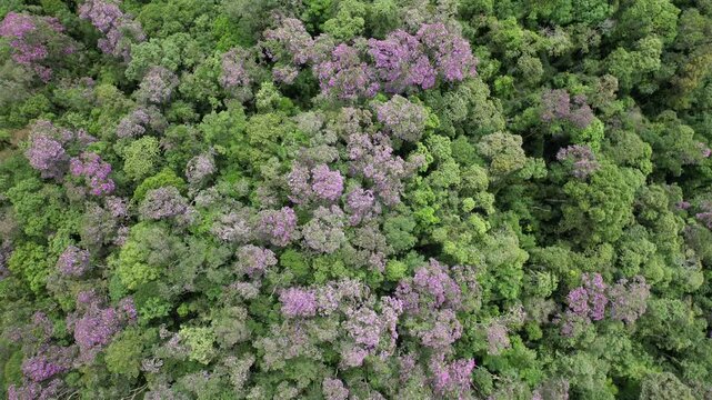 As flores dos manac&aacute;s-da-serra em meio &agrave;s copas das &aacute;rvores, no Vale do Ribeira, em S&atilde;o Paulo, Brasil