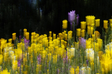 spring flowers in a field intentional camera movement effect abstract nature motion blur