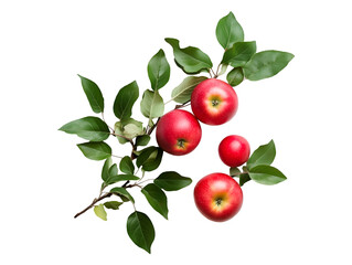 Red apples on a branch with green leaves isolated on a transparent png background, fresh and vibrant, perfect for healthy food or autumn themes