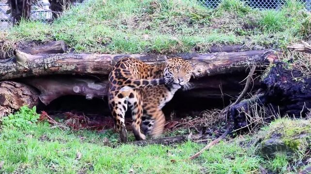 Jaguar (Panthera Onca), biting its own tail, this is a type of self-injurious behaviour.