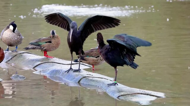Ibis standing by the water