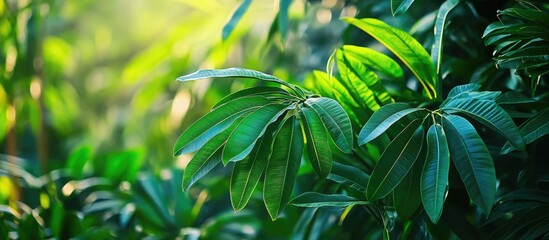 Lush Green Tropical Foliage with Sunlight Filtering Through Leaves