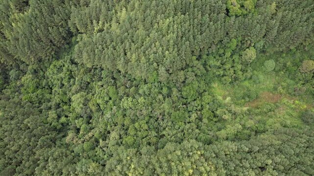 O contraste de uma planta&ccedil;&atilde;o de pinheiros para produ&ccedil;&atilde;o de celulose ao lado da floresta tropical, no Vale do Ribeira, estado de S&atilde;o Paulo, Brasil.