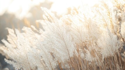 Tall grass with feathery plumes backlit by warm sunlight in a natural setting