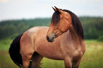 Horse summer