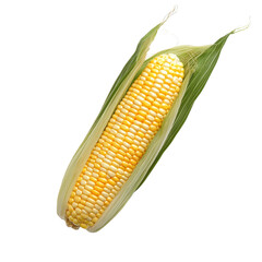 Fresh yellow corn with green husk ready for cooking or eating.