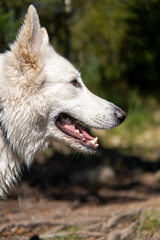 White german shepherd