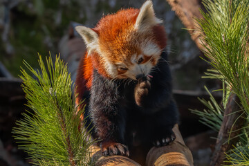 Standing on a wooden branch, a red panda licks its paw among coniferous branches. ( Ailurus fulgens )