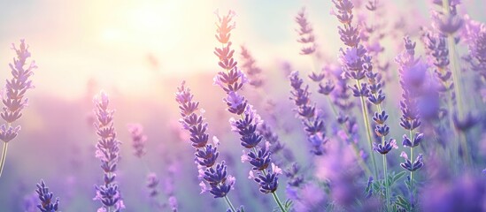 Naklejka premium Lavender Field in Bloom with Warm Sunlight and Soft Focus Background